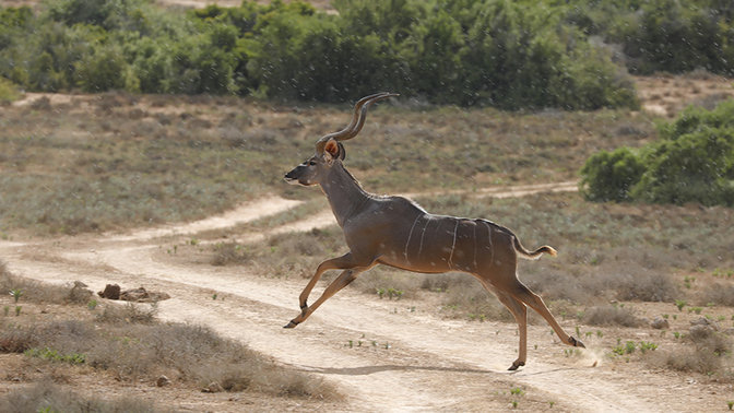 Un kudú corre por un paisaje apartado de Sudáfrica.
